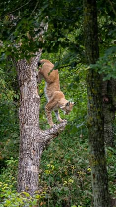 a cougat climbing up the side of a tree in a wooded area,