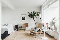 a bedroom with white walls and wooden flooring has a plant in the corner on the far end of the bed