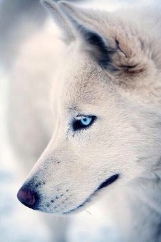 a white wolf with blue eyes looks into the distance