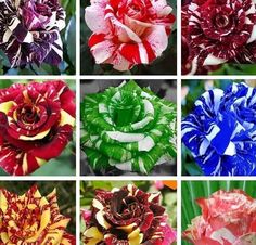 many different types of flowers are shown together