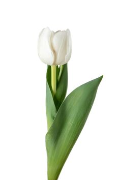 Buy Online High quality and Fresh Tulip SGL White - Greenchoice Flowers Tulips White Background, Tulip White, Dutch Farms, Fresh Tulips, White Wedding Flowers, Flower Therapy, White Tulips, Wedding Flower, Free Photo