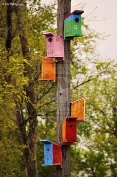 colorful bird houses hanging on a telephone pole