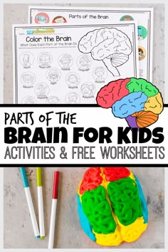 parts of the brain for kids worksheets and activities to help them learn colors