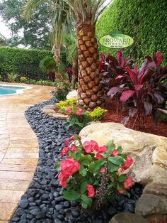 a pool surrounded by rocks and flowers next to a palm tree