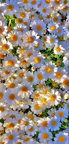 many white and yellow flowers are in the grass