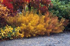 some plants that are in the dirt near bushes and trees with red leaves on them