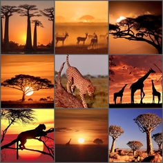 many different pictures of giraffes and trees at sunset