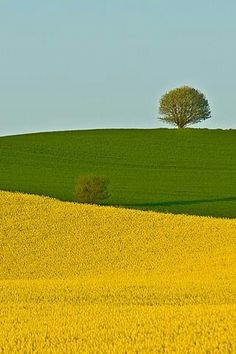 a lone tree stands in the middle of a field full of yellow canolats