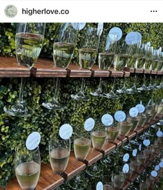 several wine glasses are lined up on a shelf in front of a wall covered with greenery