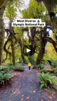 a person walking down a path in the middle of a forest with lots of trees