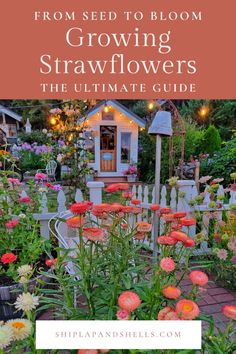 Want a garden filled with bright, long-lasting blooms? Growing strawflowers is the way to go! This guide provides all the basics you need, from selecting the best seeds and sowing them indoors to ensuring proper care and lighting for seedlings. Perfect for beginner gardeners, these tips will help you grow strong strawflowers that will thrive in any cut flower garden.