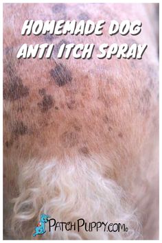 the back of a dog's head with black spots on it and text that reads homemade dog anti - itch spray