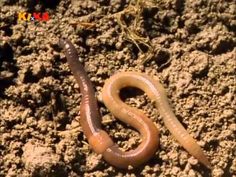 a worm crawling on the ground in dirt