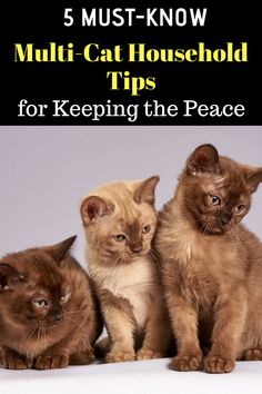 three cats sitting next to each other with the title 5 must - know multi - cat household tips for keeping the peace