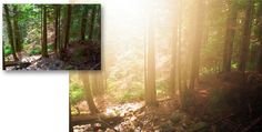 the sun is shining through the trees in the forest, and there are two pictures