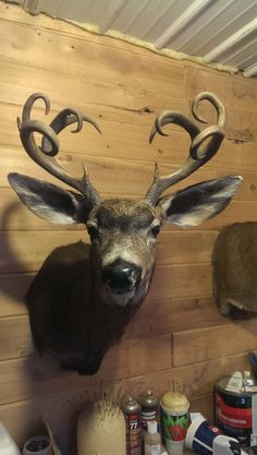 a deer head mounted to the side of a wooden wall with antlers on it