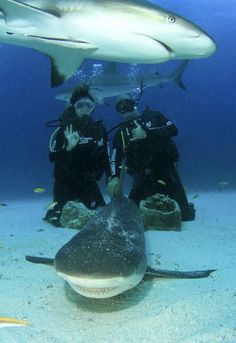 two people in scuba gear standing next to a shark