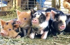 five small pigs are sitting in hay and straw