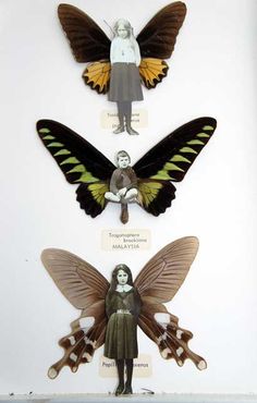 three different types of butterflies on display