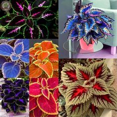 four different types of flowers are shown in this collage, each with their own unique colors