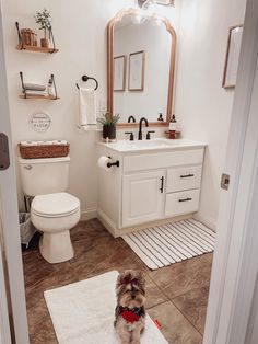 a small dog sitting on a rug in a bathroom next to a toilet and sink