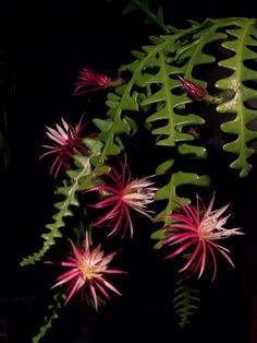 some pink and white flowers on a green leafy plant in the dark night time