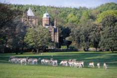 a herd of deer grazing in front of a large building