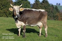 a brown and white cow standing on top of a lush green field with trees in the background