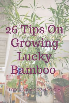 a potted plant with the words 26 tips on growing lucky bamboo