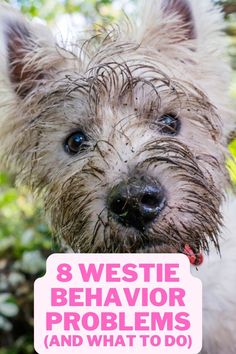 8 Westie Behavior Problems (And What To Do About Them) White Highland Terrier, Westie Haircut, Westies Puppies, Funny Westies, Westies Dogs, Westie Puppies For Sale