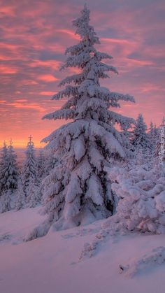 snow covered pine trees in the middle of a snowy forest at sunset or dawn with pink clouds