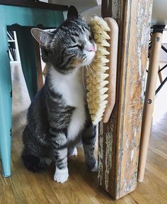 Cat Tree - Discovered what you love? - Shop for the collection now, Click for more amazing inspirations. Cat Patio, Cat Playground, Cat Enclosure