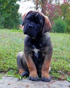 a brown and black dog sitting on top of a grass covered field with trees in the background