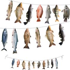 several fish hanging on a line with clothes pins