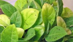 green leaves with brown spots on them