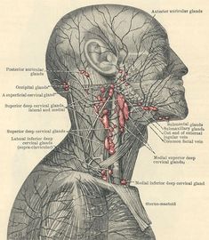 Craniosacral Therapy, Lymph Massage, Lymph System, Lymph Drainage, Therapeutic Massage, Lymph Nodes, Body Anatomy, Face Yoga, Anatomy And Physiology