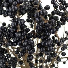 Wedding greenery black pearl ligustrum berries filler flowers sold near me Black Berries, Wholesale Flowers Wedding, Fresh Cut Roses, Berry Juice, Floral Texture, Flower Care, Floral Supplies, Wholesale Flowers, Types Of Flowers