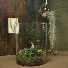 a glass vase filled with plants on top of a table