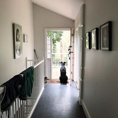 a dog is sitting on the front porch