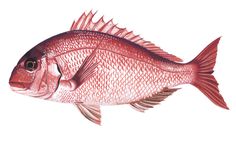 a drawing of a red fish on a white background with clippings to the side