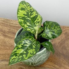 a green and white plant sitting on top of a wooden table