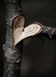 a piece of wood that has been cut in half and is sitting on a tree