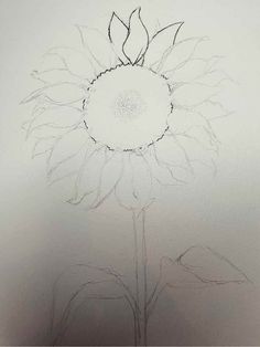 a drawing of a large sunflower on a white paper with watermarked lines