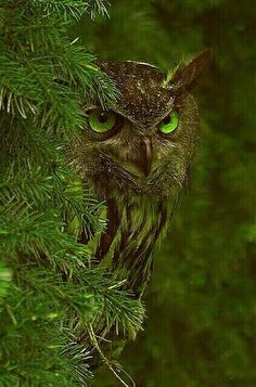 an owl with green eyes peeking out from behind a tree