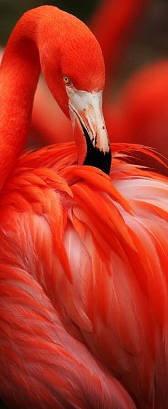 a pink flamingo with its head turned to the side, standing in front of other flamingos