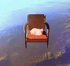 a white cat laying on top of a red chair in the air with words saying fog, seagull, sir