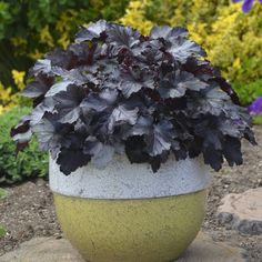 a potted plant sitting on top of a stone slab