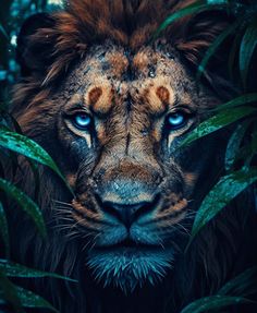 a close up of a lion's face with blue eyes and green leaves in the background