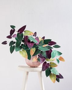 a potted plant sitting on top of a stool