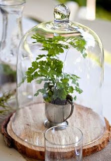 a glass clochet with a plant in it